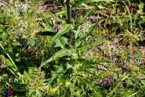 cirsium helenioides (3) (1200 x 800).jpg_product